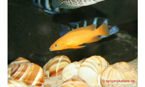 Neolamprologus leleupi